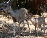 Mule deer
