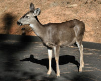 Mule deer
