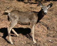 Mule deer