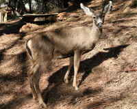 Mule deer