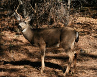 Mule deer
