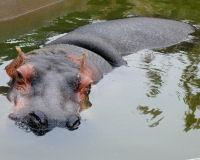 Hippopotamus