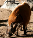 Red river hog