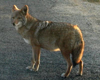 Coyote