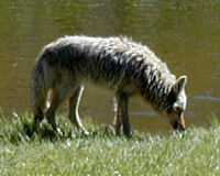 Coyote