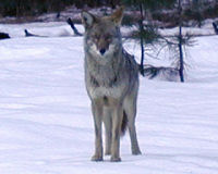 Coyote
