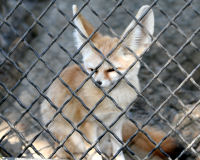 Fennec fox
