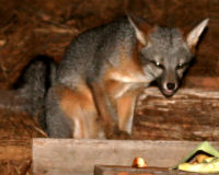 Gray fox