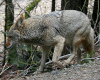 Coyote