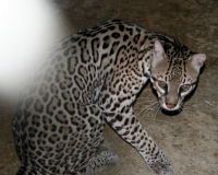 Ocelot