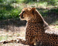 Cheetah