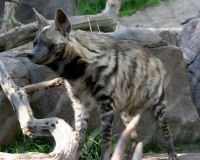 Striped Hyena
