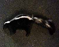 Striped Skunk