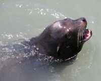 California Sea Lion