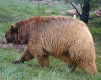 Brown bear