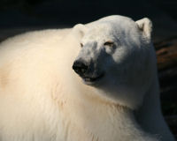 Polar bear