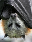 Grey-headed flying fox