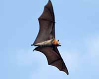 Grey-headed flying fox