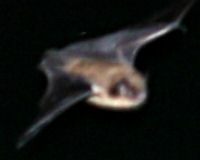 Little brown bat