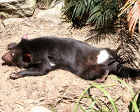 Tasmanian Devil