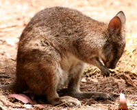 Red-necked Pademelon