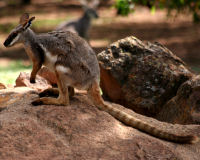 Yellow-footed rock-wallaby
