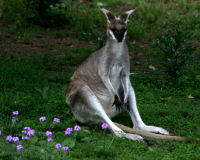 Pretty-faced Wallaby