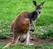 Red kangaroo