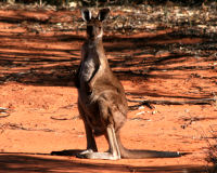 Western Grey Kangaroo