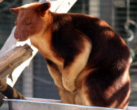 Goodfellow's Tree-kangaroo