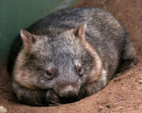 Common wombat