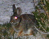 Desert cottontail