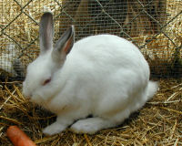 European rabbit