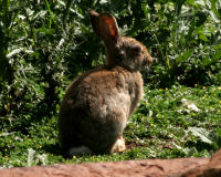European rabbit
