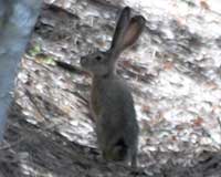 Black-tailed jackrabbit