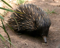 Short beaked echidna