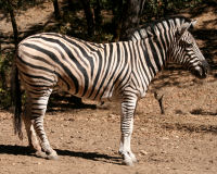 Plains Zebra