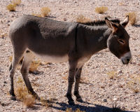 Donkey