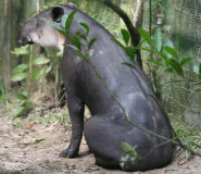 Baird's Tapir