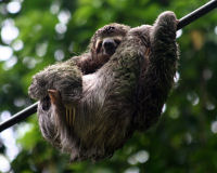 Brown-throated Three-toed Sloth