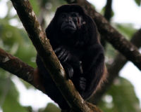 Guatemalan Black Howler