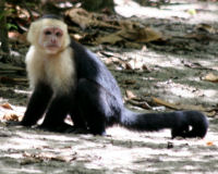 Common Squirrel monkey