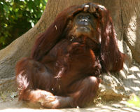 Sumatran Orangutan