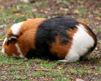 Domestic guinea pig