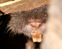 Botta's Pocket Gopher