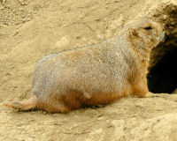 Richardson's ground squirrel