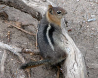 Golden-mantled ground squirrel