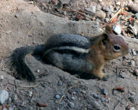 Golden-mantled ground squirrel