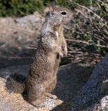 California Ground Squirrel