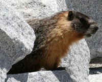 Yellow-bellied marmot